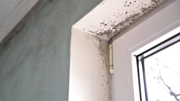 Best Professional Mold Removal  in Prairie Grove, IL