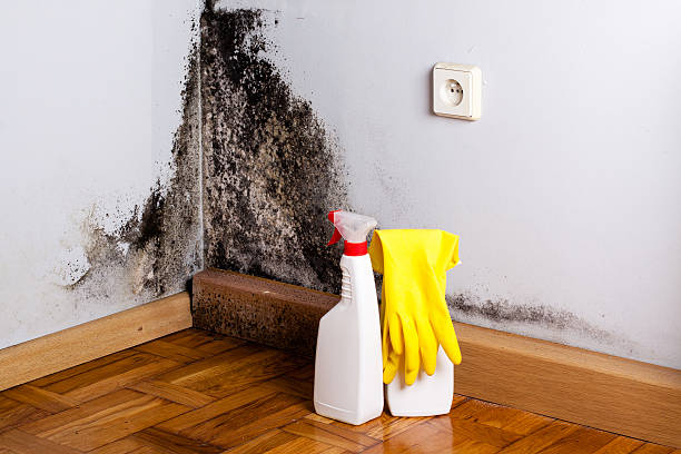 Office Mold Removal Services in Prairie Grove, IL